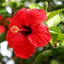 Kenaf Hibiscus Red Seeds for a bright addition to the Ornamental Garden