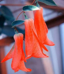 Bellflower Lapageria Rosea Chilean Flower Seeds for Planting – Suitable for Vertical Garden and Trellis Decor