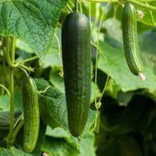 Boston Abbeizen Cucumber Seeds prized among growers for classic Vegetable Planting