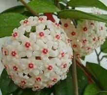 Plant Seeds (Hoya carnosa) for colorful blooms in the indoor pots or hanging planters