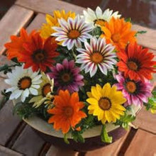 Gazania Seeds grown for red Gardening