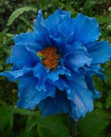 Persian Blue Seeds (Nigella damascena) for a bright addition to the home garden or wildflower area