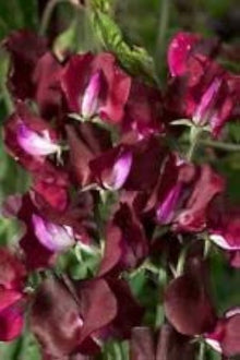Sweet Pea Lathyrus Odoratus Winter Elegance Burgundy Seeds for productive rows in the Cut Flower Gardens