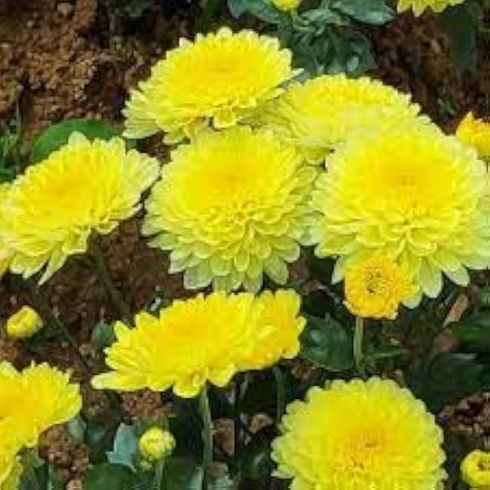 Gold Aromatic Celebration Flower Seeds