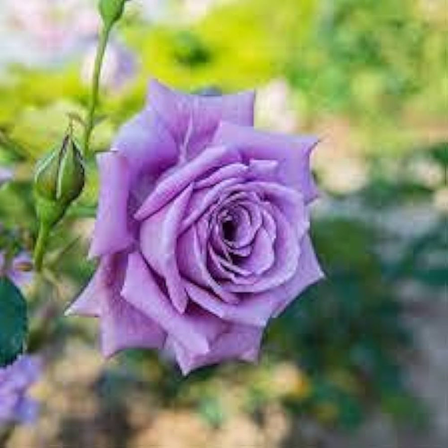 Blue moon climbing rose seeds for garden climbing decoration