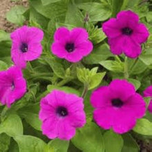 Mixed Petunia Seeds prized for rare Color Petunia Flower Blooms