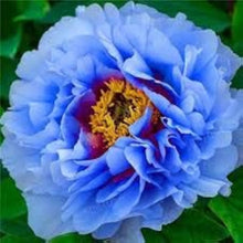 Peony Paeonia Suffruticosa Double Light Blue Tree Seeds for long-term planting in the Ornamental Home Garden Borders