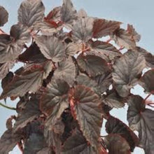 Begonia Hardy Grandis Perennial Seeds (Begonia grandis) for colorful blooms in the flower beds and shady gardens