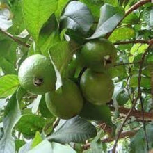 Guava Tree Seeds for a homegrown harvest from the Edible Home Orchard