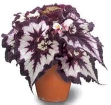 Begonia Seeds for growers seeking a long-blooming display