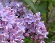 Flower Mixed Species Fragrant Purple Seeds for seasonal color across the Home Scented Borders