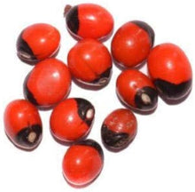 Red Iris Seeds for seasonal color across the Stunning Garden Displays