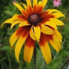 Gloriosa Daisy Heirloom Wildflower Pollinator-Friendly Seeds for growers seeking a long-blooming display