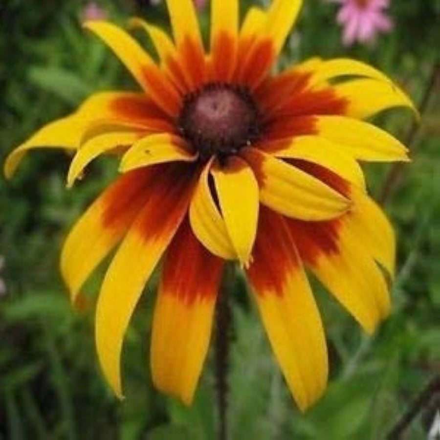 Gloriosa Daisy Heirloom Wildflower Pollinator-Friendly Seeds for growers seeking a long-blooming display