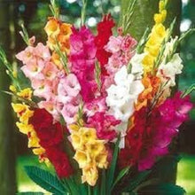Gladiolus & Iris Gladiolus Hortulanus & Iris Germanica Mixed Seeds for colorful blooms in the Garden Borders