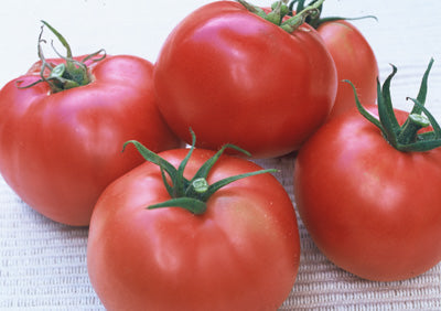Mercato (Gulf State Tomato Seeds – Medium Season Variety) for planting in garden