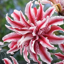 Garland Flame Lilium Brownii Seeds for gardeners building out beds and borders