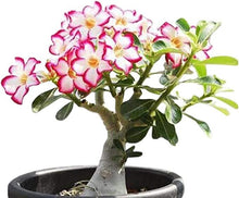 Adenium Desert Rose Mixed Colors Dwarf Seeds for a colorful addition to any planting