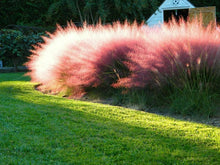 Pink Cloud Grass Seeds (Muhlenbergia capillaris) known for backyard landscaping