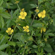 Blutwurzel Blutwurz Seeds for seasonal color across the Flower Bed