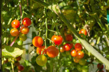 Margherita Hybrid Tomato Seeds (Solanum lycopersicum) for a reliable harvest in the paste tomato backyard gardens