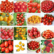 Organic Heirloom Tomato Seeds (Solanum lycopersicum) for growers stocking the Organic Garden