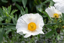 Romneya Coulteri Seeds for reliable seasonal color