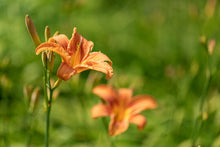 Taglilie Hemerocallis spp for planting in flower bed