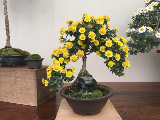Chrysanthemum Mixed Colors Perennial Flower - for planting in home garden