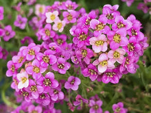 Alyssum Lobularia Maritima Dwarf Pink Sweet Herb Seeds for a lasting display in the Pollinator Gardens