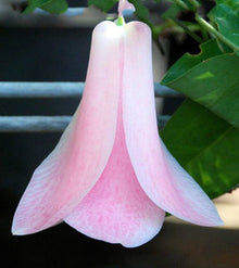 Chilean Bellflower Seeds for growers seeking a long-blooming display