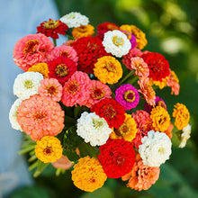 Zinnia Seeds (Zinnia elegans) for a bright addition to the home garden beds or planters