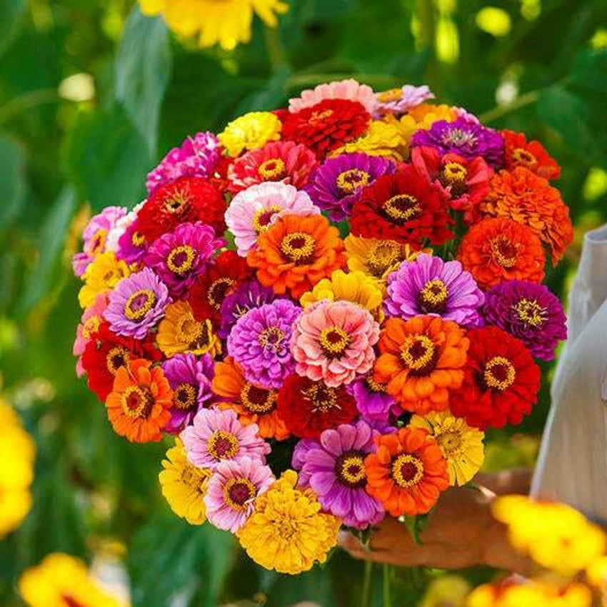 California Giant Zinnia seeds for huge zinnias