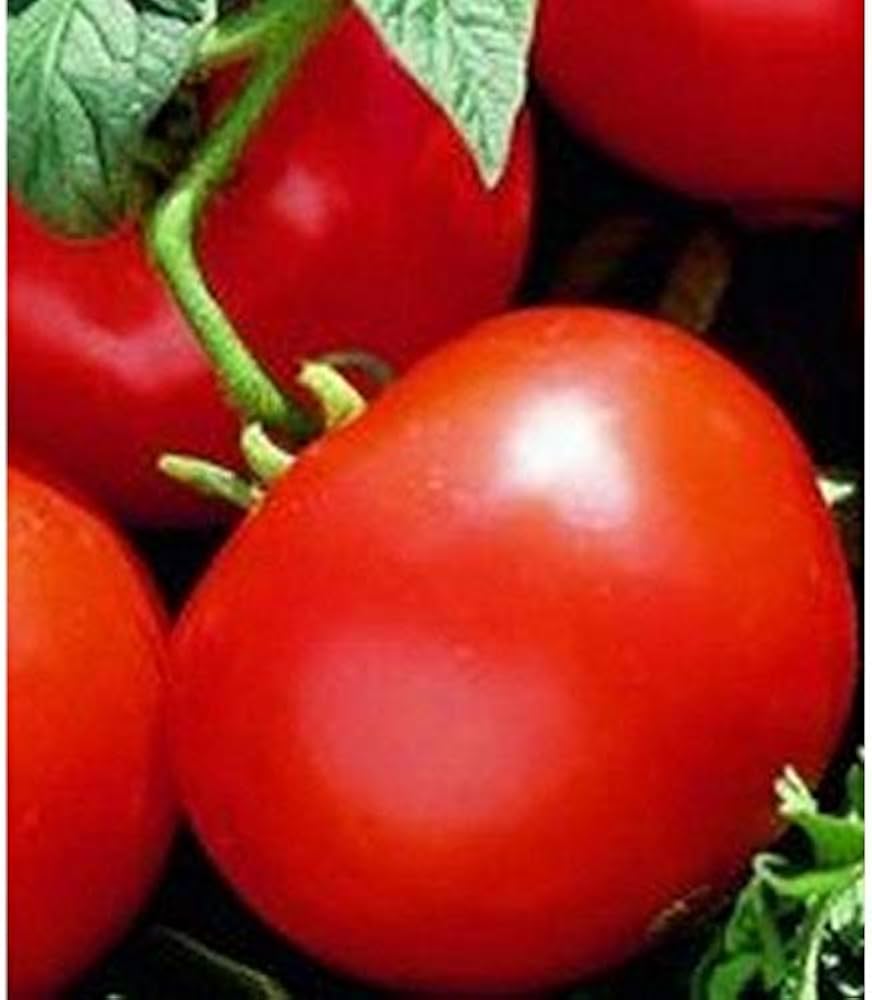 Legend (Tomato Seeds – Early-Season Tomato with Rich Flavor & Blight Resistance) for planting in garden