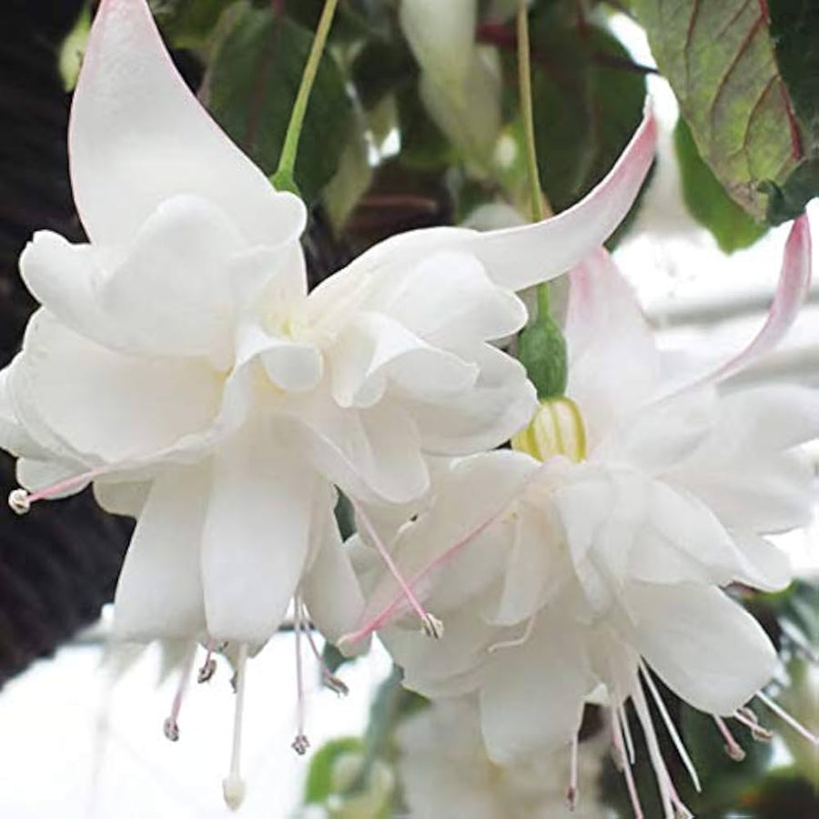 Aquilegia Blue Columbine Aquilegia caerulea Seeds for planting in flower bed