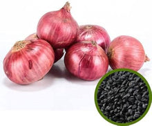 Onion Seeds (Allium cepa) for growers stocking a kitchen garden