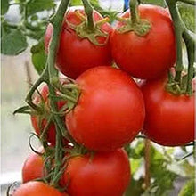 Sub Arctic Plenty Tomato Seeds prized among growers for early, Productive Tomatoes