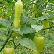 Santa Fe Grande Pepper Seeds valued by growers for spicy, Flavorful Peppers