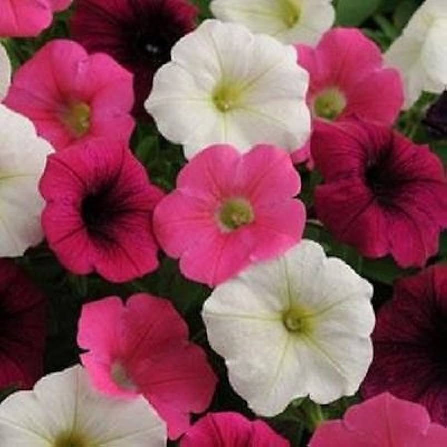 Petunia flower Petunia hybrida Shock Wave Volt Mix pelleted seeds for planting in home garden or patio planters
