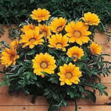 Gazania Sunflower Seeds (Gazania rigens) for seasonal color across the flower beds and coastal gardens