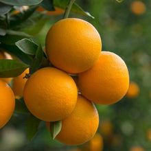 Tangerine Citrus Fruit Tree Seeds for sweet homegrown fruit in the Home & Garden
