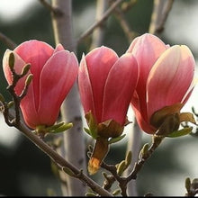 Dark Red Yulan Magnolia Seeds for growers seeking a long-blooming display