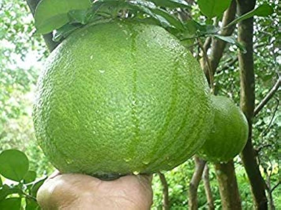 Sweet pomelo seeds Citrus Maxima
