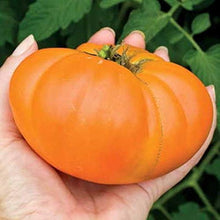 Kellogg’s Breakfast Tomato Seeds (Solanum lycopersicum) for home growers seeking a reliable harvest