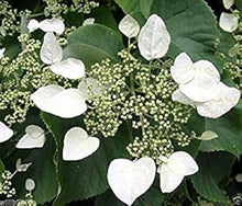 Moonlight Japanese Hydrangea Vine Schizophragma hydrangeoides flower seeds for planting on trellises in home garden