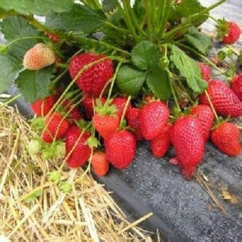 Strawberry Growing for planting in home garden.