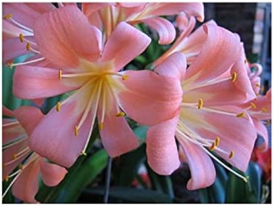 Clivia Flower ��������� Clivia miniata ��������� for planting in baby pink garden