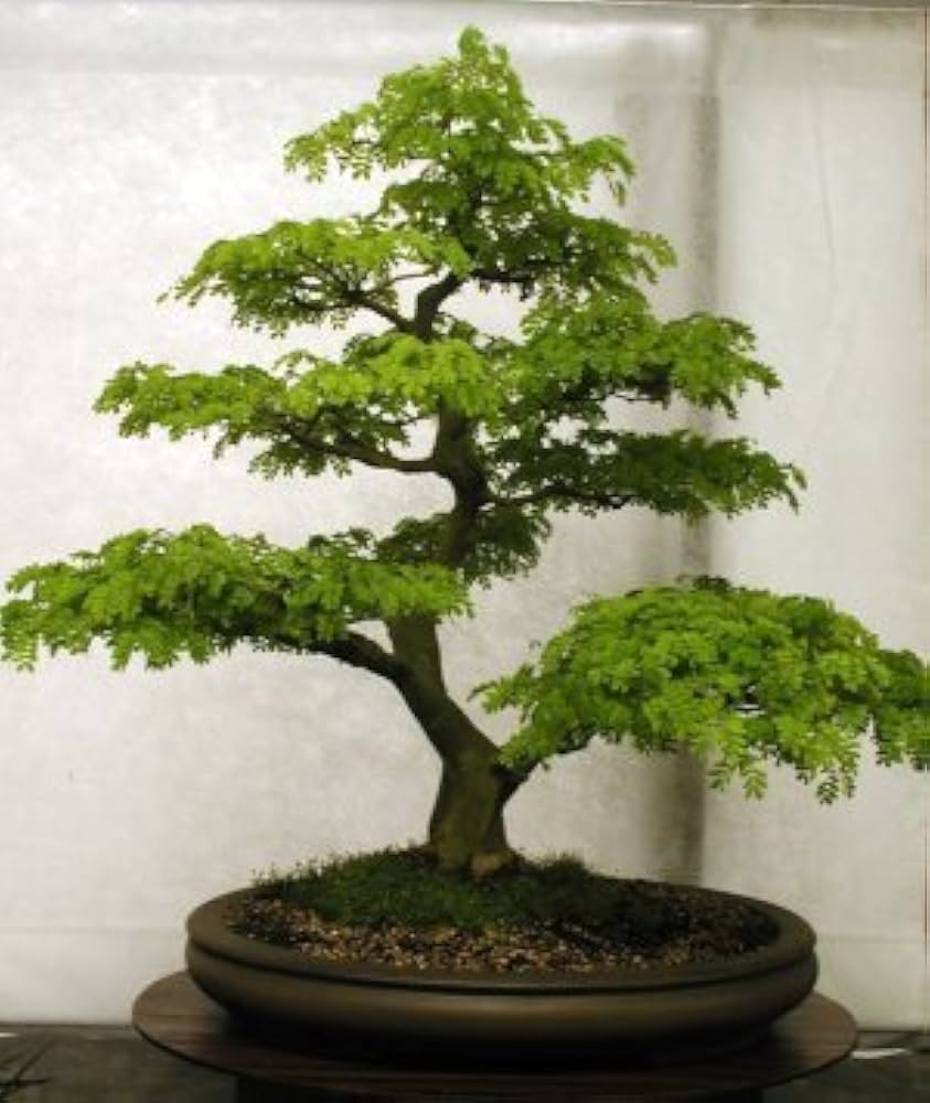 Tarassaco Bonsai Flower Seeds for Domestic Gardens