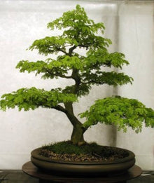 Tarassaco Bonsai Flower Seeds for Domestic Gardens
