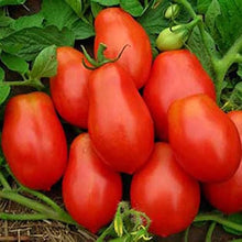 Heirloom OP Non-GMO Roma Tomato Seeds valued by growers for fresh Eating